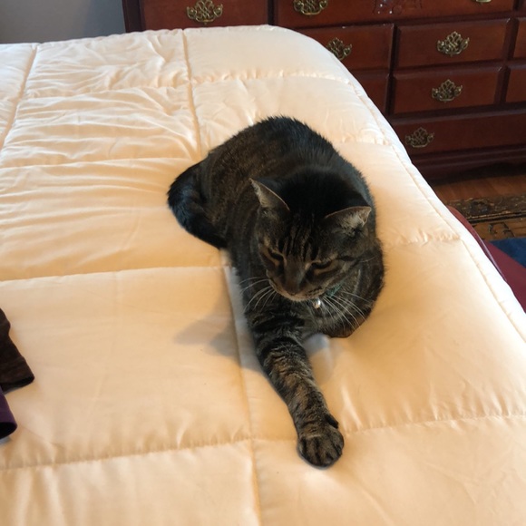 Beautiful Cold Shoulder Top Sz 1X - Picture 10 of 10